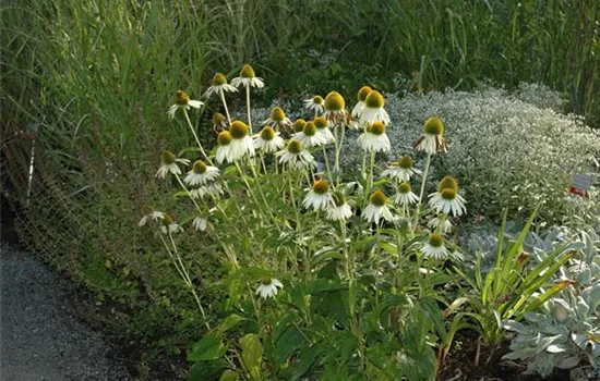 Echinacea purpurea 'Alba'