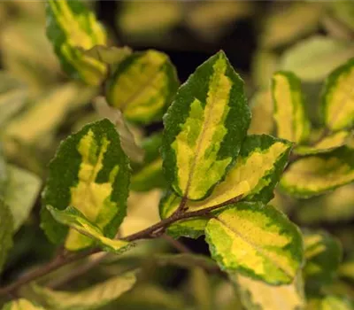 Elaeagnus pungens 'Maculata'