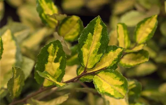 Elaeagnus pungens 'Maculata'