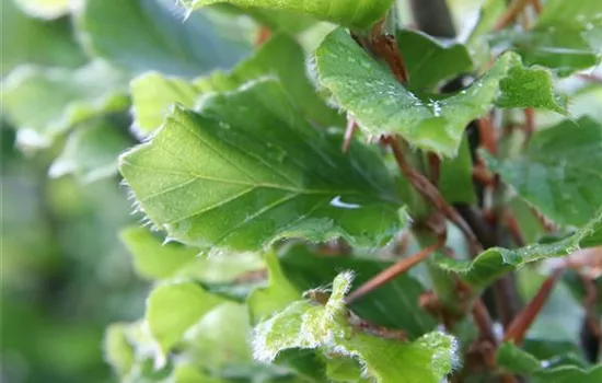 Fagus sylvatica 'Callista'