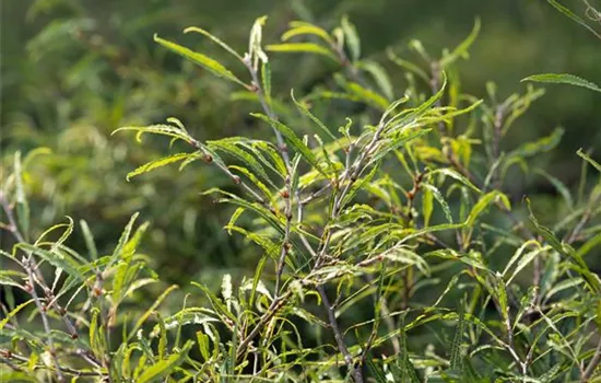 Fagus sylvatica 'Mercedes'