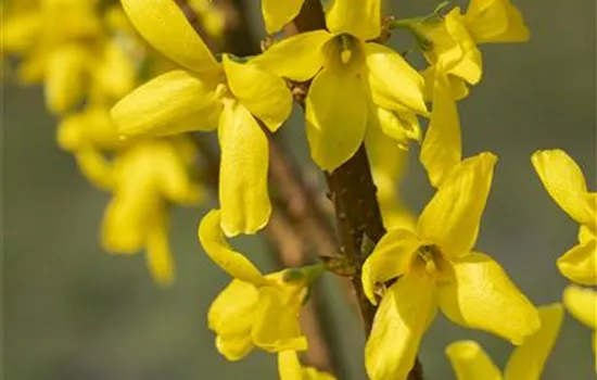 Forsythia 'Lynwood'