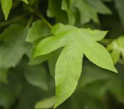 Liquidambar styraciflua 'Gumball'