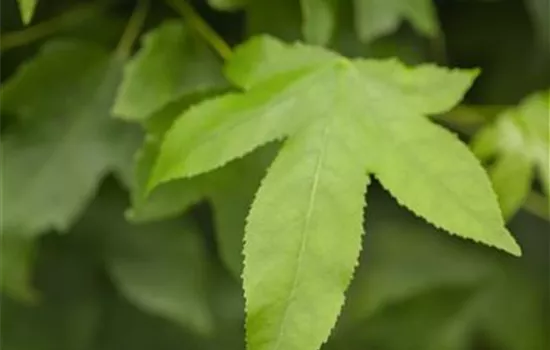 Liquidambar styraciflua 'Gumball'