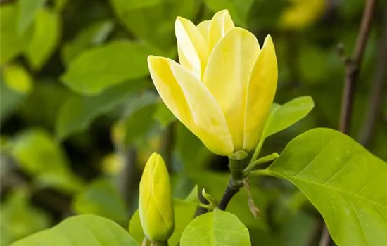 Magnolia 'Daphne'