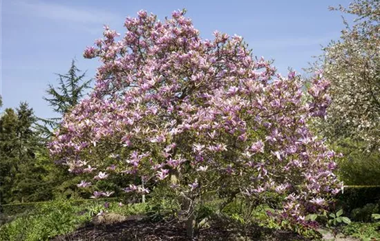 Magnolia 'Galaxy'