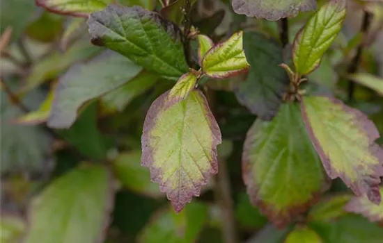 Parrotia persica 'Persian Spire'