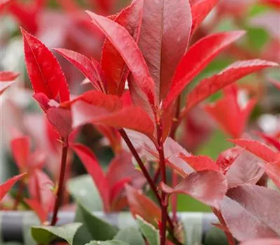 Photinia fraseri 'Devil's Dream' -R-