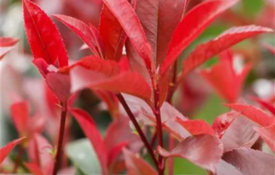 Photinia fraseri 'Devil's Dream' -R-