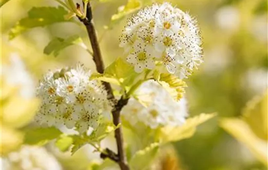 Physocarpus opulifolius 'Dart's Gold'