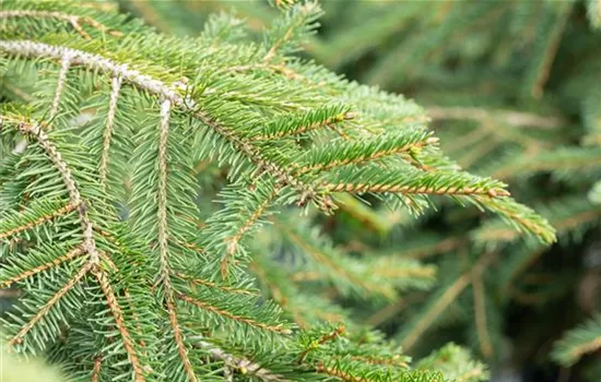 Picea abies 'Formanek'