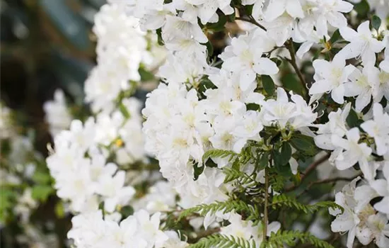 Rhododendron obt. 'Pleasant White'