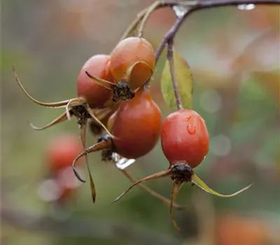 Rosa glauca