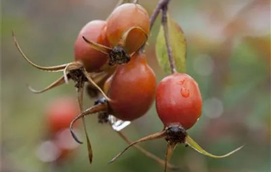 Rosa glauca