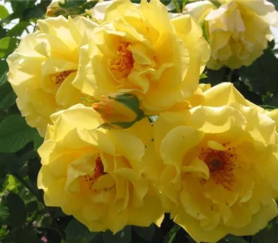 Rosa 'Golden Gate' -R- KL