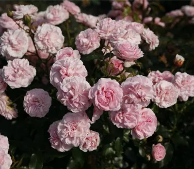 Rosa 'Larissa' -R- BDR