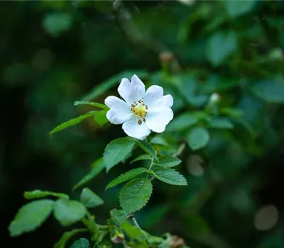 Rosa arvensis