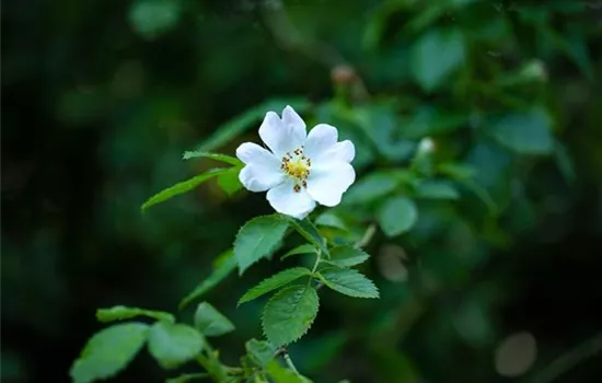 Rosa multiflora