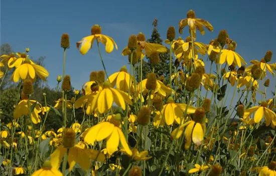 Rudbeckia nitida 'Herbstsonne'