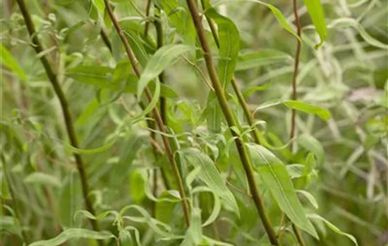 Salix matsudana 'Tortuosa'