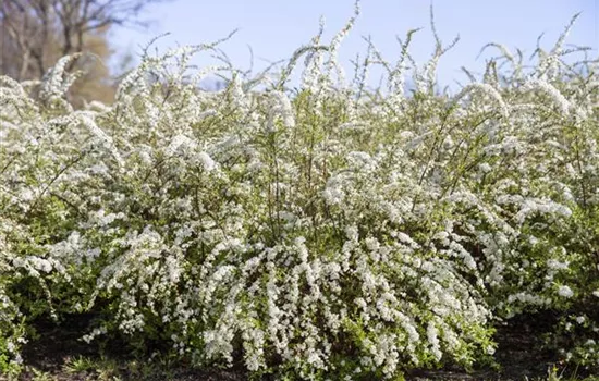 Spiraea thunbergii