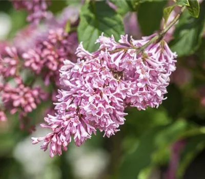 Syringa meyeri 'Pink Perfume' -S-