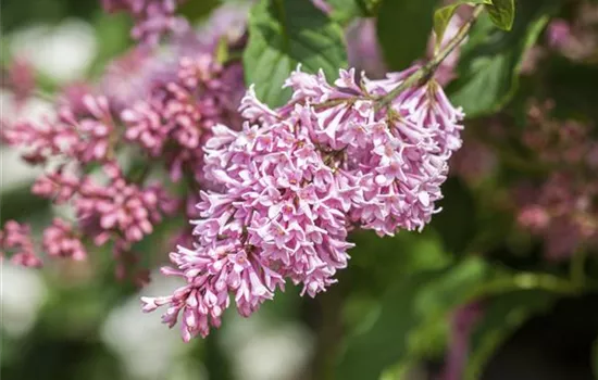 Syringa meyeri 'Pink Perfume' -S-