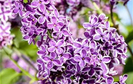 Syringa vulg.'Sensation'