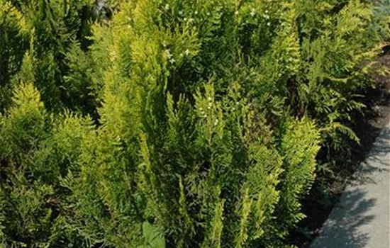 Thuja orientalis 'Aurea Nana'