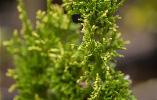 Thuja plicata 'Aurescens'