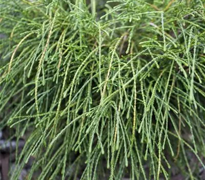 Thuja plicata 'Whipcord'