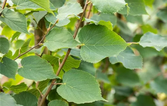 Tilia cordata 'Greenspire'