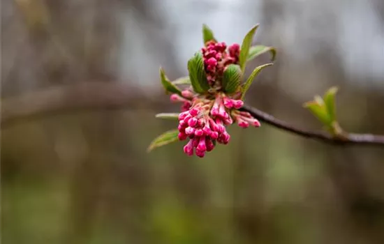 Viburnum bodnantense 'Dawn'