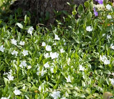 Vinca minor 'Alba'