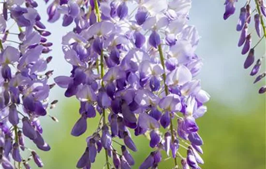 Wisteria sinensis 'Prolific'