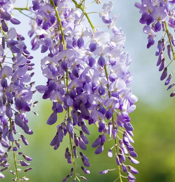 Chin.Blauregen 'Prolific' Premiumgehölz