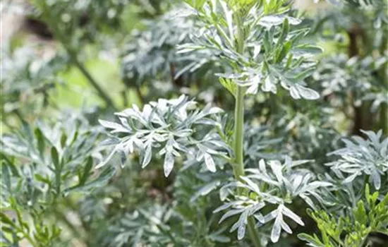 Artemisia vulgaris