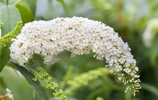 Buddleja davidii 'White Bouquet'