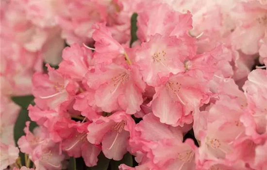 Rhododendron yak.'Marlis'