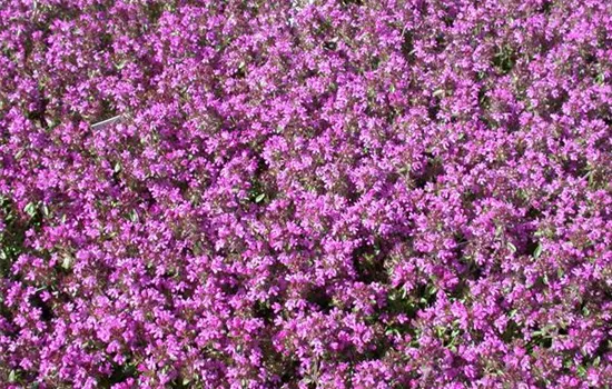 Thymus serpyllum