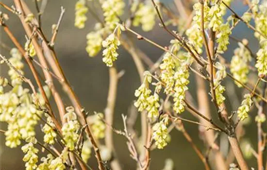 Corylopsis sinensis 'Spring Purple'