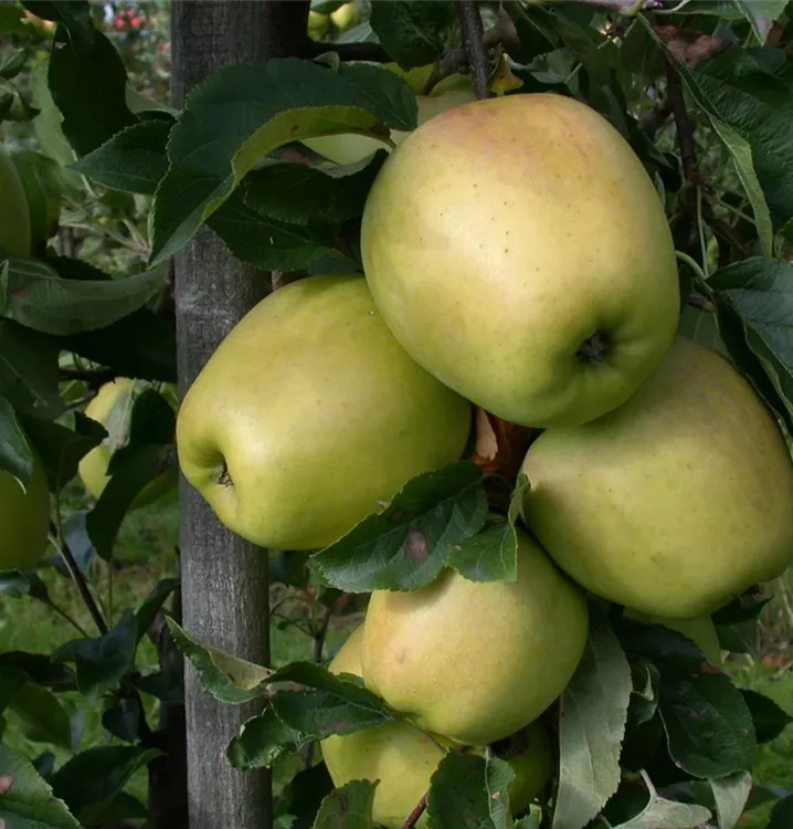 Apfel 'Weißer Winterglockenapfel' mittel