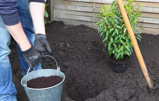 Portugiesische Kirschlorbeer - Einpflanzen im Garten