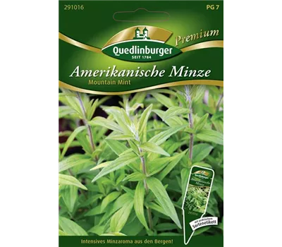 Amerikanische Minze-Samen 'Mountain Mint'