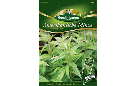 Amerikanische Minze-Samen 'Mountain Mint'