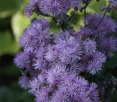 Akeleiblättrige Wiesenraute