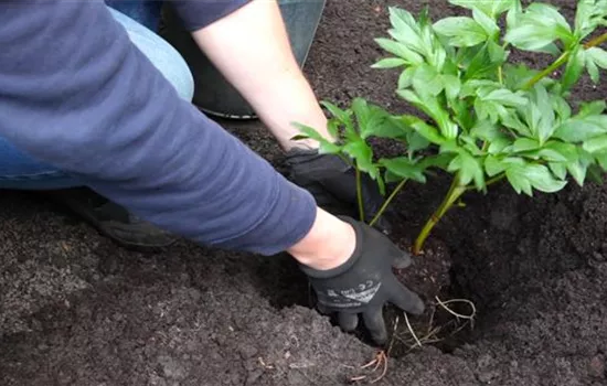 Pfingstrose - Einpflanzen im Garten