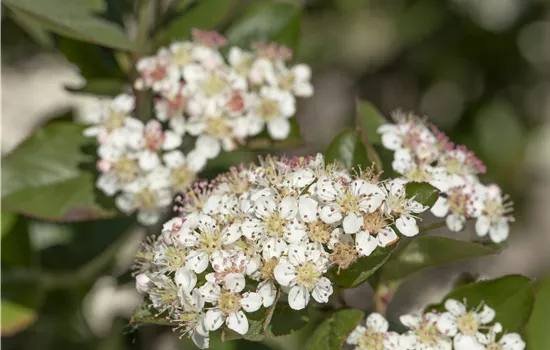 Apfelbeere 'Nero'