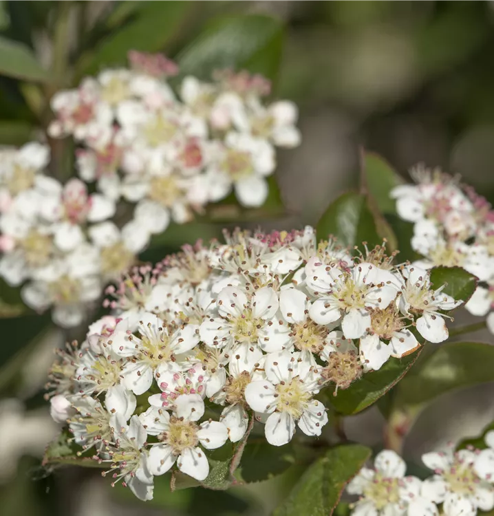 Aronia melanocarpa 'Nero'