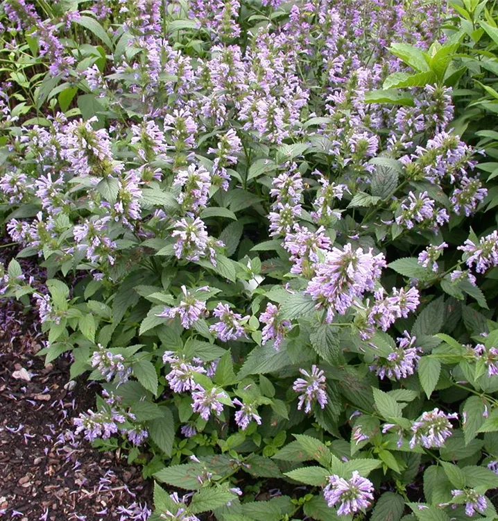 Agastache foeniculum